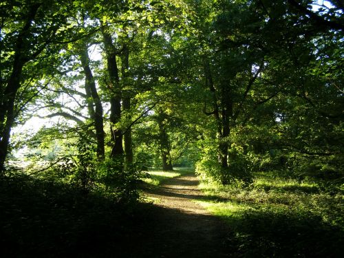 forest path landscape