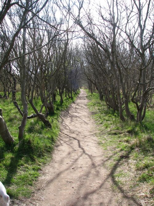 forest crippled away