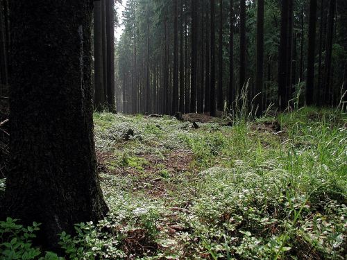 forest woods landscape