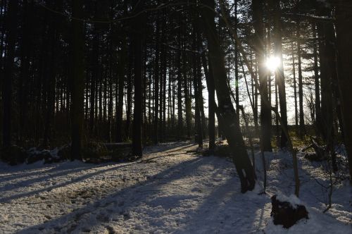 forest snow sun