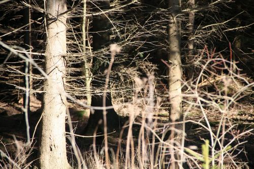 forest tree sun