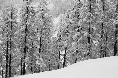 forest alps nature