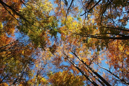 forest trees fall