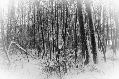 forest winter wintry