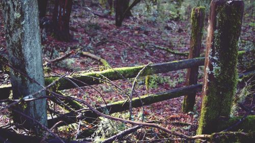 forest fence wooden