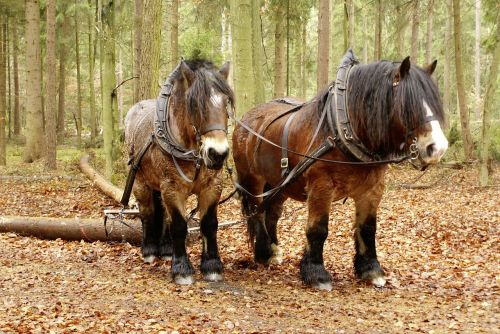 forest forestry rueckepferde