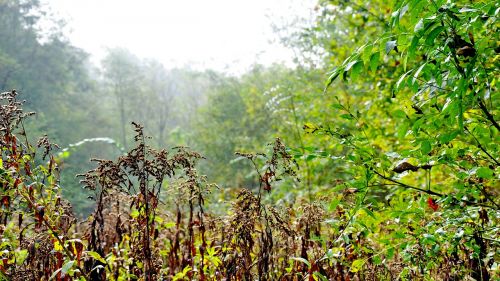 forest fog nature