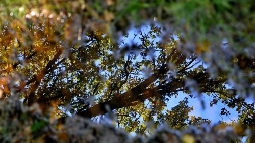 forest light autumn