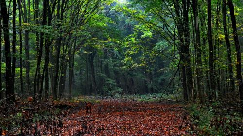 forest fog nature