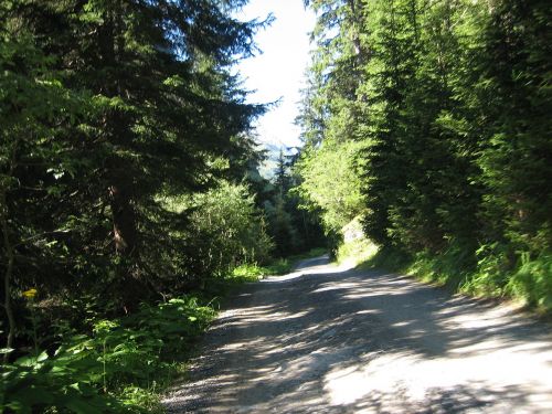 forest mountain landscape nature