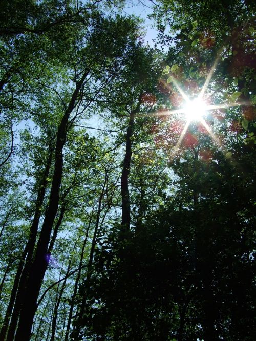 forest light shadow