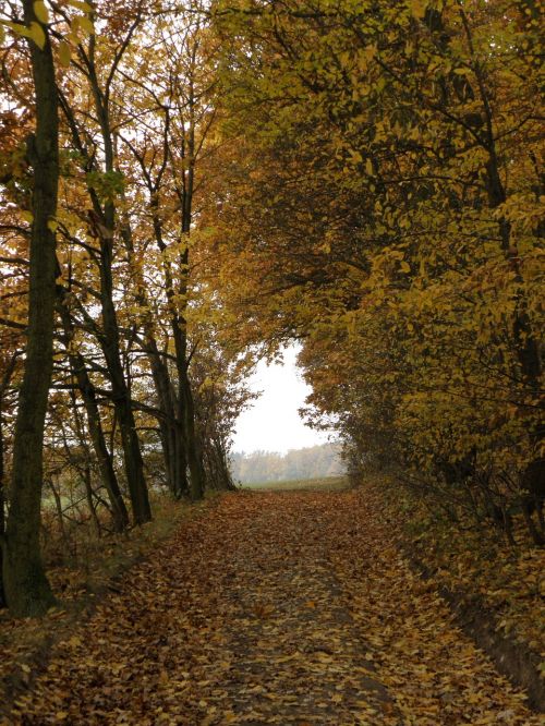 forest path autumn