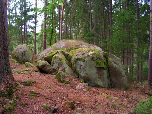 forest rock stone