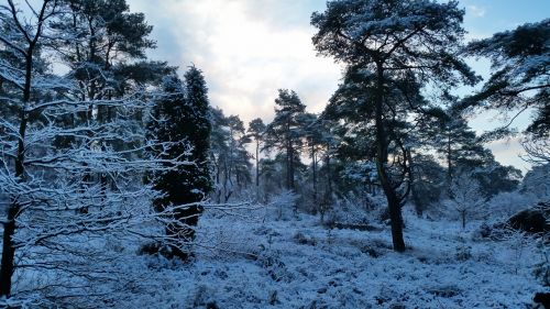 forest snow snow landscape