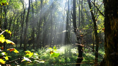 forest autumn light