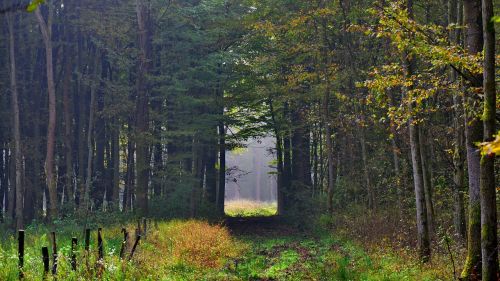 forest autumn fog