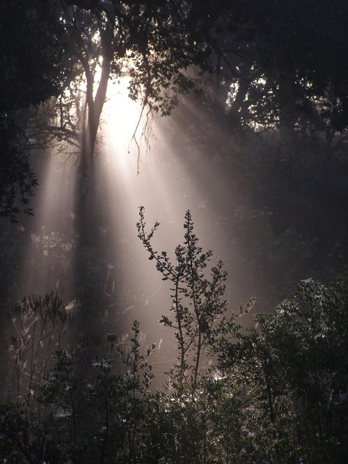 forest nature sun