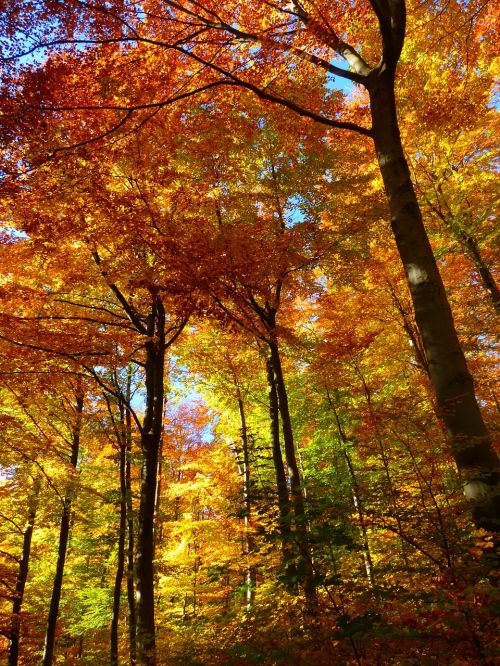 forest autumn forest colorful