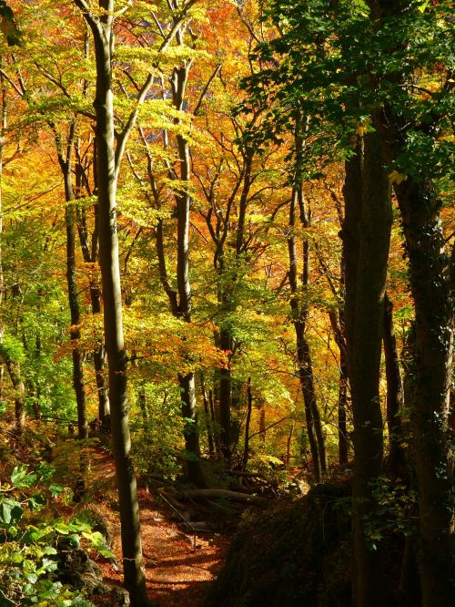 forest autumn forest colorful