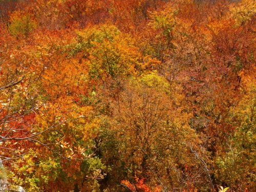 forest autumn forest colorful