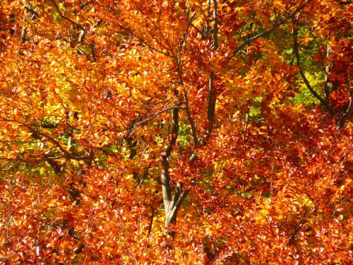 forest autumn forest colorful