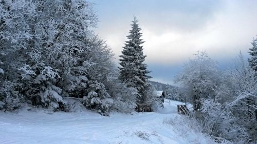 forest winter tree