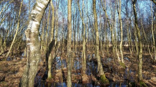 forest venn birches zwillbrock