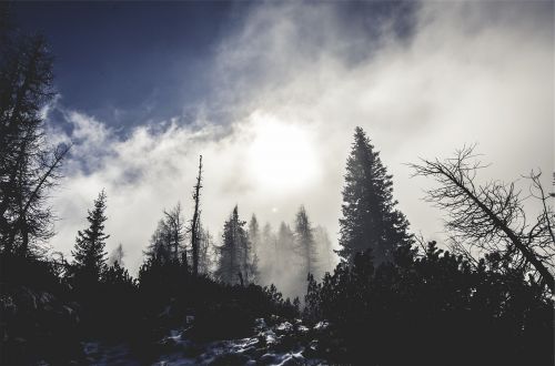 forest fog mist