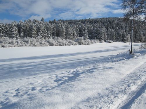 forest winter snow