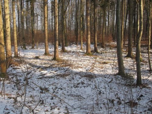 forest winter snow