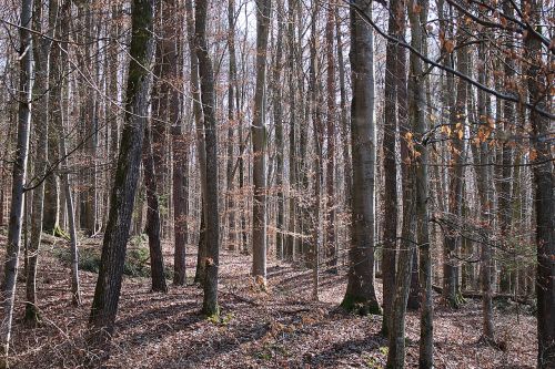 forest trees autumn forest