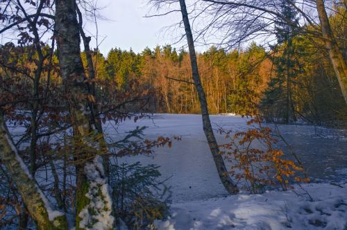 forest lake nature