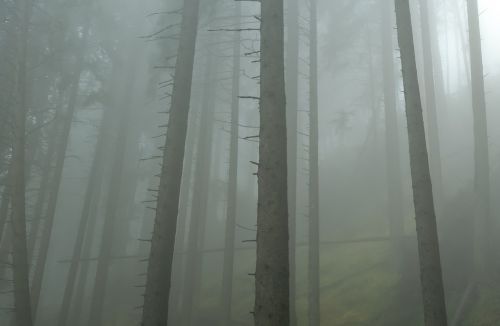 forest mist morning