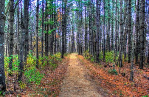 forest woods landscape