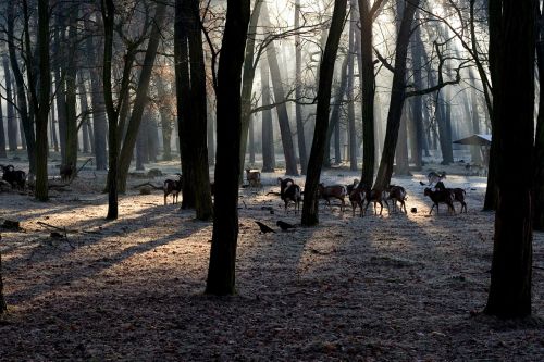 forest light mood