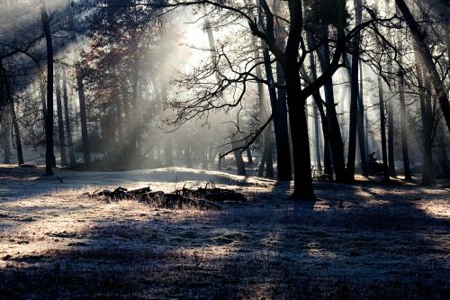 forest light mood