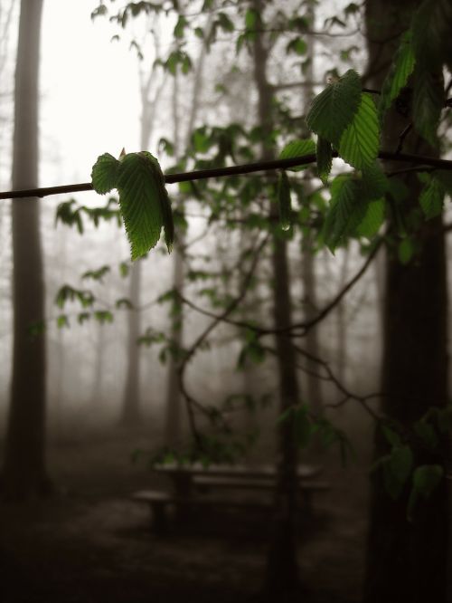 forest fog tree