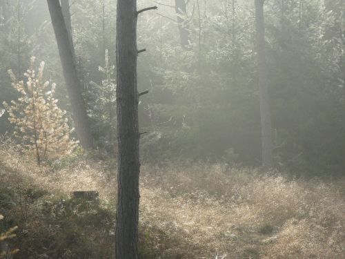 forest forest floor misty
