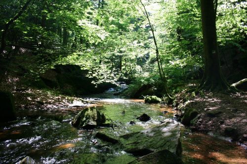 forest nature water