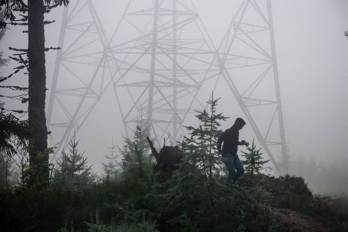 forest fog nature