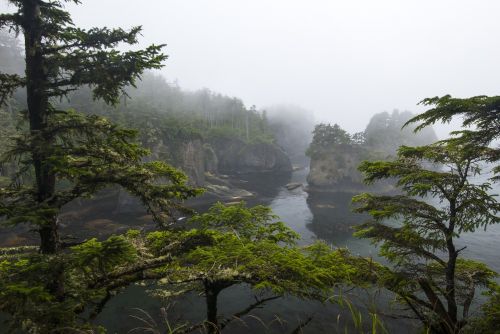 forest cloud views