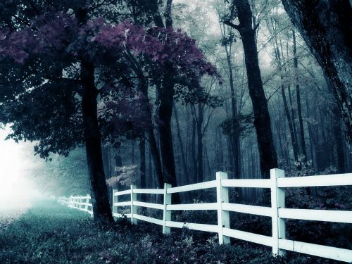 forest fence twilight