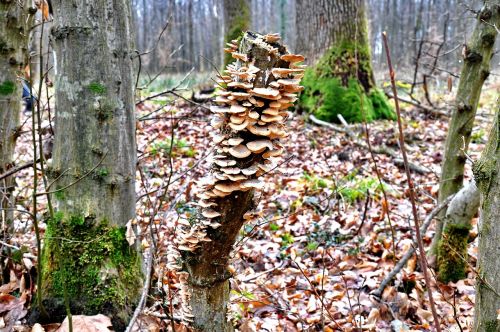 forest tinder fungus nature