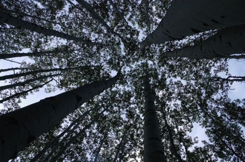 forest trees perspective