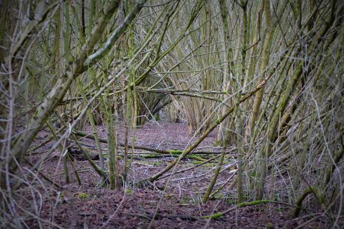 forest branches wood