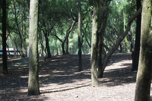 forest nature trees