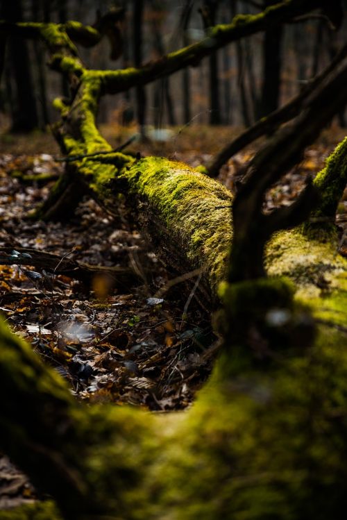 forest tree hiking