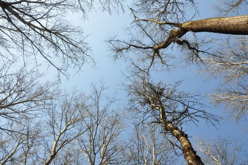 forest trees drava