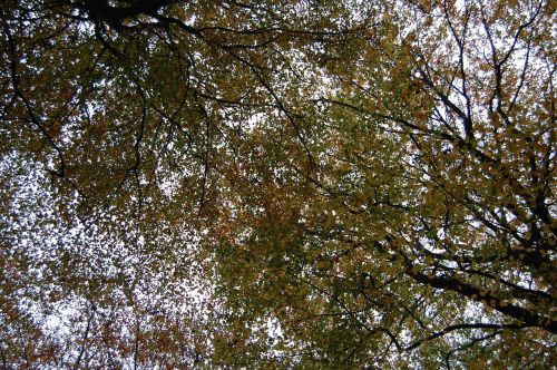 forest air trees