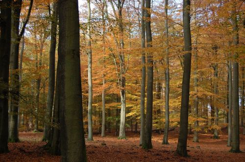 forest autumn nature